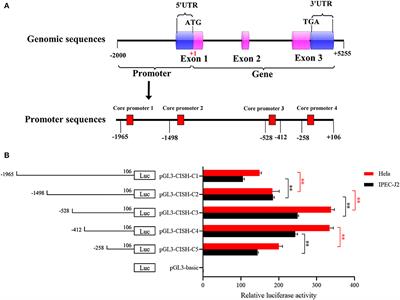 Identification of mutations in porcine STAT5A that contributes to the transcription of CISH